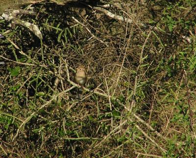 11-27-04 Field Sparrow4.jpg