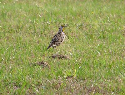 11-26-04 Meadowlark1.jpg