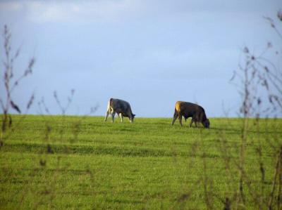 11-26-04 cows1.jpg