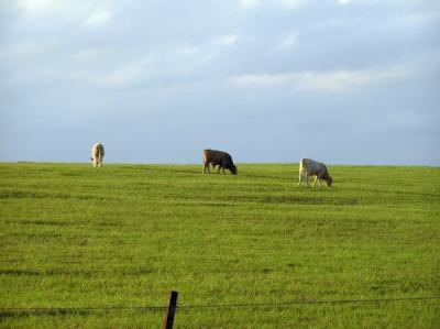 11-26-04 cows2.jpg