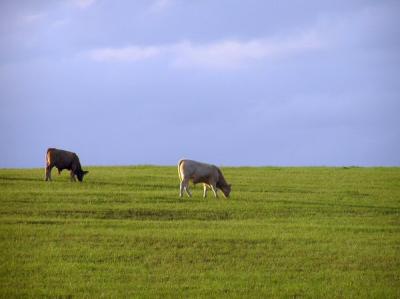 11-26-04 cows3.jpg