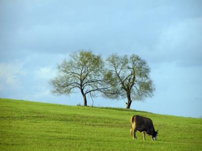 11-26-04 cows4.jpg