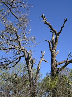 11-27-04 Woodpecker hangout.jpg