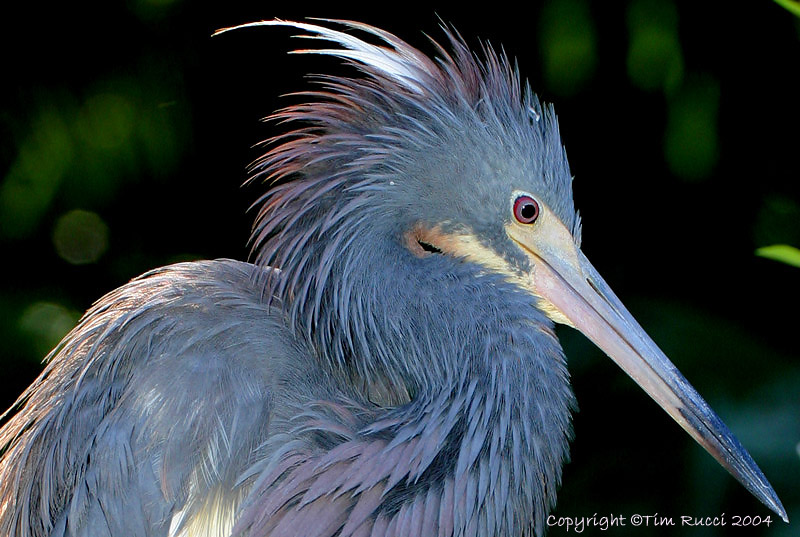 12964 Tricolor Heron