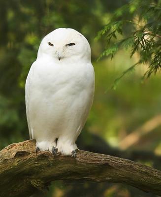 Snowy Owl, Northwest Trek, Washington