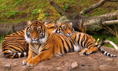 Sumatran Tigers, Pt. Defiance Zoo, Tacoma Washington