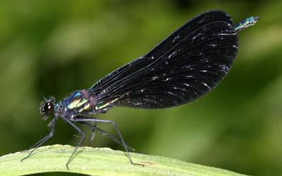 Ebony Jewelwing - Calopteryx maculata