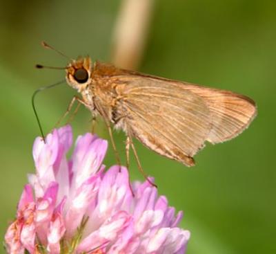 Ocola Skipper - Panoquina ocola