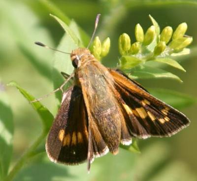 female Leonard's Skipper - Hesperia leonardus