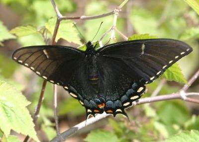 Eastern Tiger Swallowtail black morph - Papilio glaucus