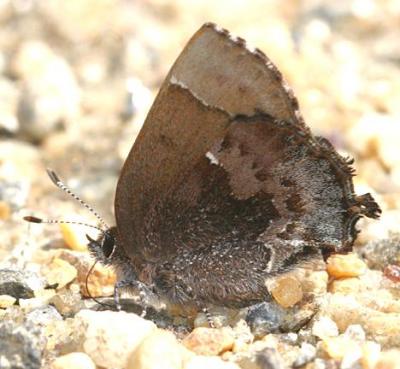 Henry's Elfin - Callophrys henrici