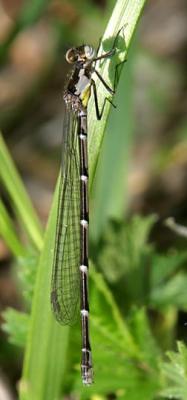 Aurora Damsel - Chromagrion conditum