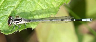 Hagen's Bluet - Enallagma hageni