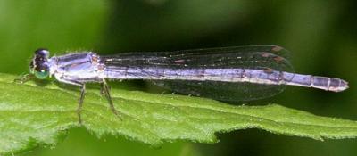 Eastern Forktail - Ischnura verticalis (female)
