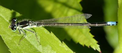 Eastern Forktail - Ischnura verticalis (variant male)