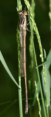 Slender Spreadwing - Lestes rectangularis