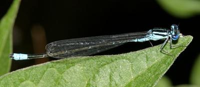 Turquoise Bluet - Enallagma divagans (male)
