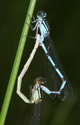 Marsh Bluet - Enallagma ebrium (mating wheel)
