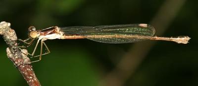 Common Spreadwing - Lestes disjunctus (female)