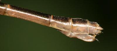 Common Spreadwing - Lestes disjunctus