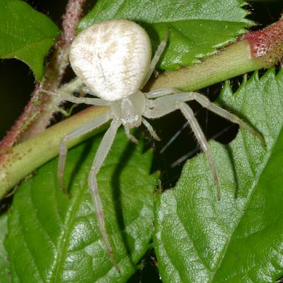  Whitebanded Crab Spider - Misumenoides formosipes