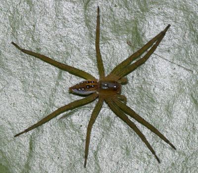 Six-spotted Fishing Spider - Dolomedes triton