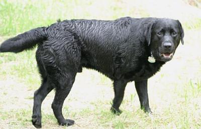 Dogs Playing In The Water
