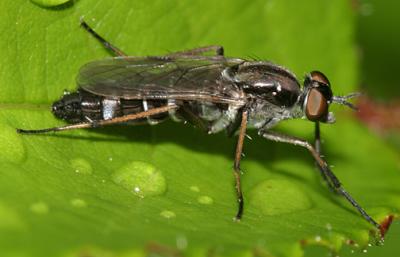 Ozodiceromyia argentata