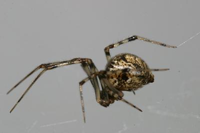 Common House Spider - Parasteatoda tepidariorum  female
