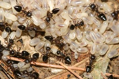 A colony of acrobat ants, genus Crematogaster.