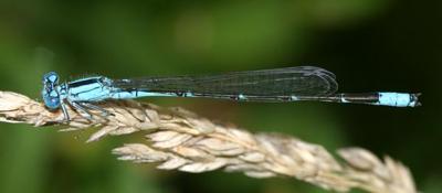 Slender Bluet - Enallagma traviatum