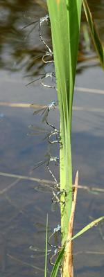 Amber-winged Spreadwing - Lestes eurinus (mating pairs)