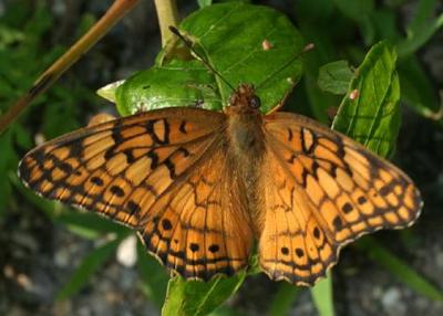 Variegated Fritillary - Euptoieta claudia