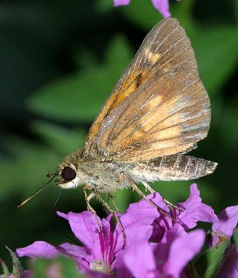 Broad-winged Skipper - Poanes viator