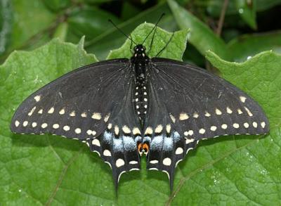 Black Swallowtail - Papilio polyxenes female