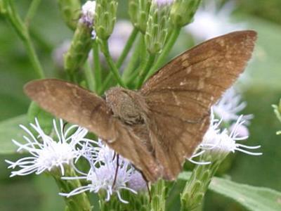 Coyote Cloudywing - Achalarus toxeus