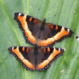 Milberts Tortoiseshell - Nymphalis milberti