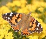 Painted Lady - Vanessa cardui