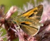 Tawny-edged Skipper - Polites themistocles, male