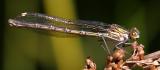 female American Rubyspot (Hetaerina americana)