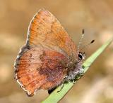 Brown Elfin - Callophrys augustinus