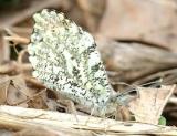 Falcate Orangetip - Anthocharis midea