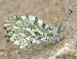 Falcate Orangetip - Anthocharis midea