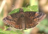 Wild Indigo Duskywing - Erynnis baptisiae (male)