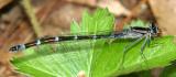 Boreal Bluet - Enallagma boreale (female)