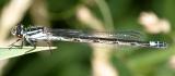 Northern Bluet - Enallagma annexum (female)