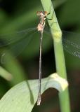 Swamp Spreadwing - Lestes vigilax