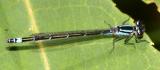 Skimming Bluet - Enallagma geminatum (female)