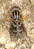 Anasimyia sp.