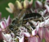 Apis mellifera (Honey Bee)